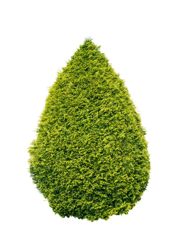 Arborvitae Pruning in Aiken, SC