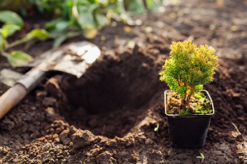 Arborvitae Pruning in Aiken, SC