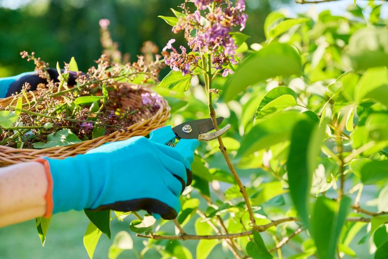 Arborvitae Pruning in Aiken, SC