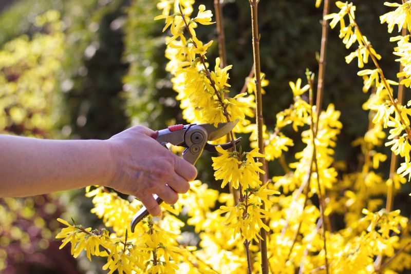Azalea Pruning in Aiken, SC