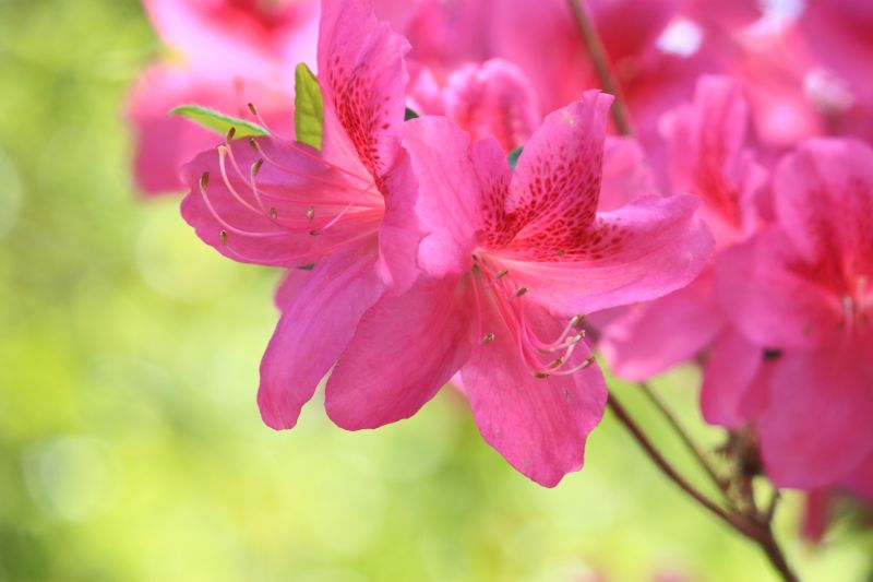 Azalea Pruning in Rockwall, TX