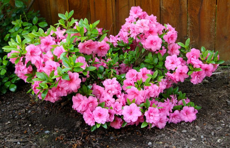 Azalea Pruning in Rockwall, TX