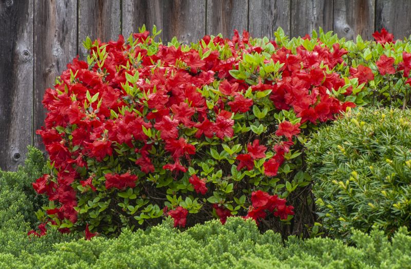 Azalea Pruning in Ventura County, CA
