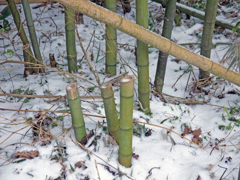 Bamboo Stump Removal in Waldorf, MD