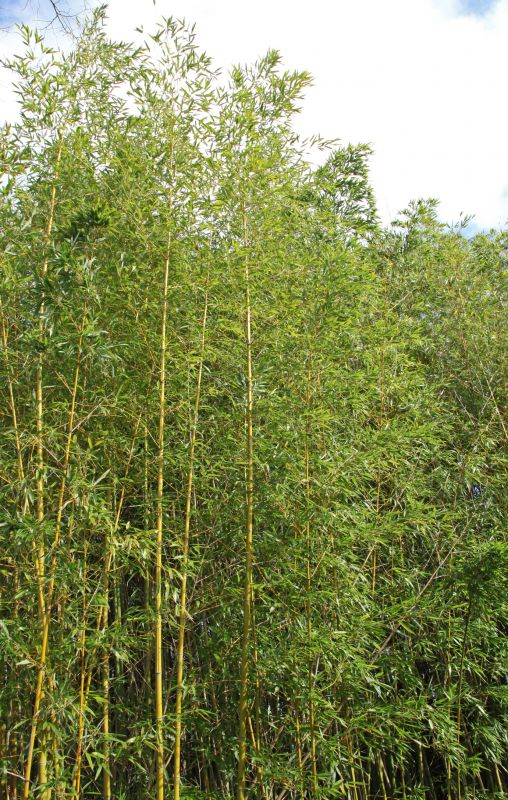Bamboo Trimming in Honolulu, HI