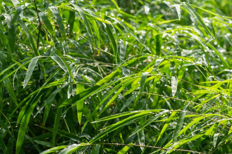 Bamboo Trimming in Honolulu, HI
