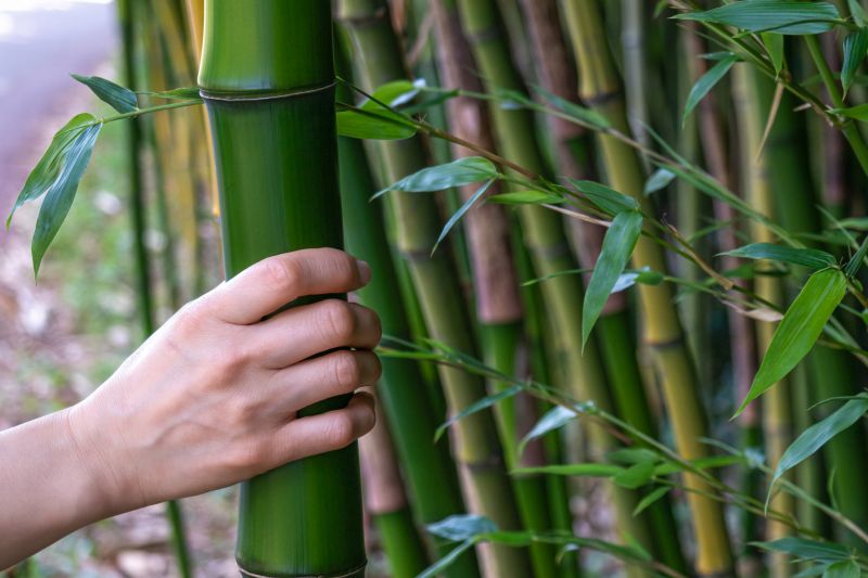 Bamboo Trimming in Ventura County, CA