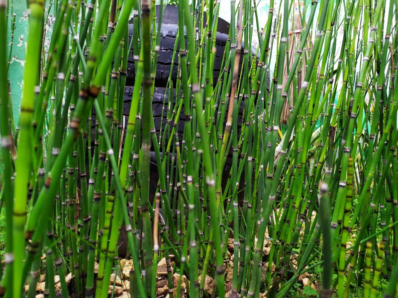 Bamboo Trimming in Aiken, SC