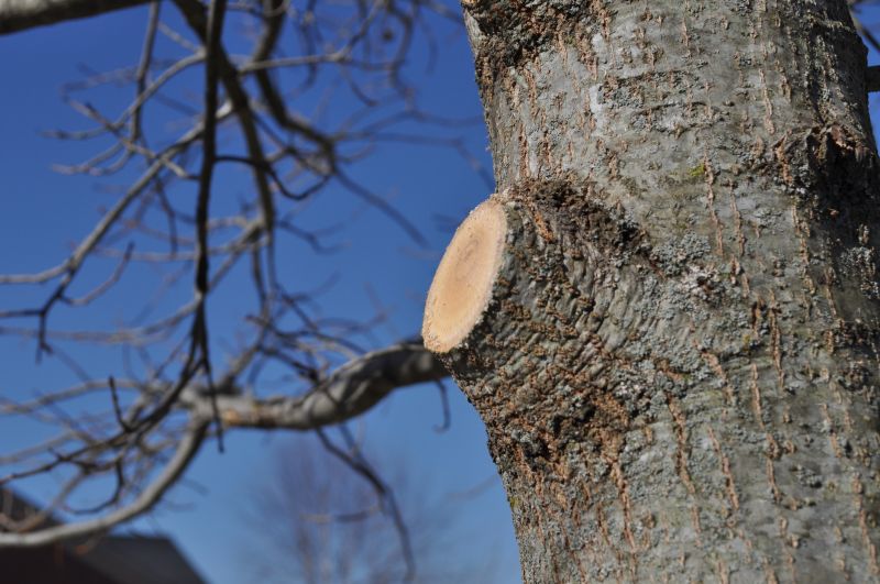 Beech Tree Pruning in Aiken, SC