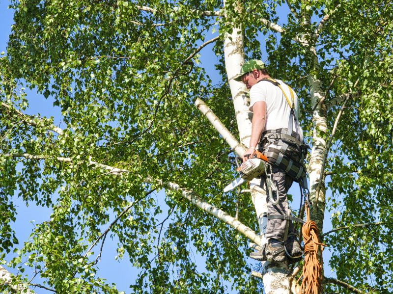 Birch Tree Removal in San Jose, CA