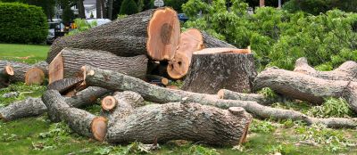 Birch Tree Removal in Pottstown, PA
