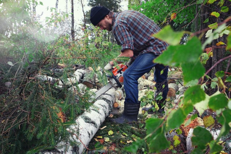 Birch Tree Removal in Montgomery County, PA