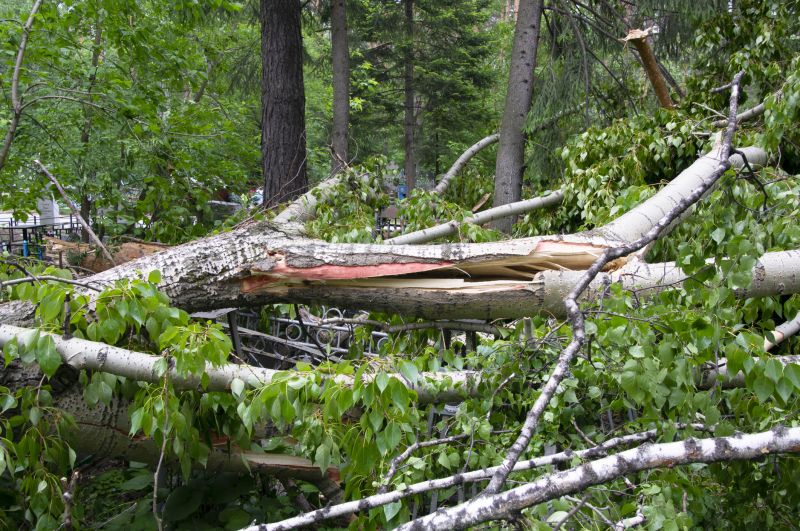 Birch Tree Removal in Allentown, PA