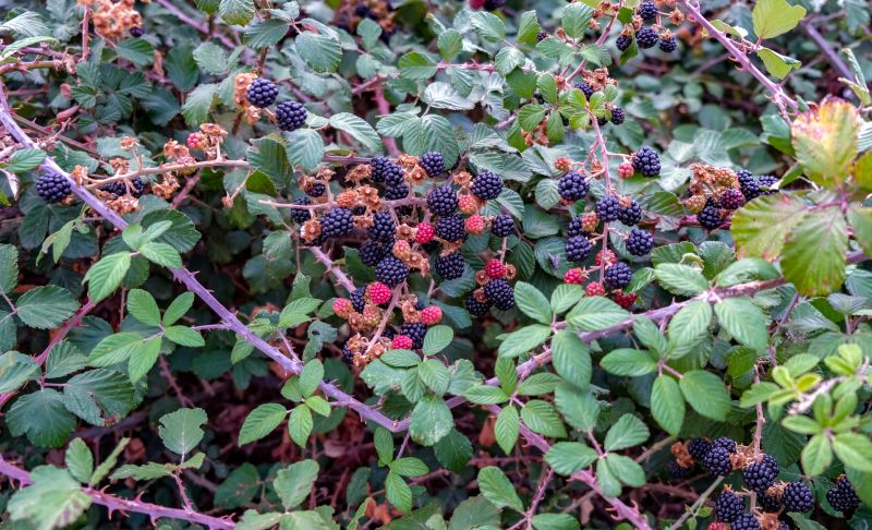 Blackberry Bush Removal in Ventura County, CA