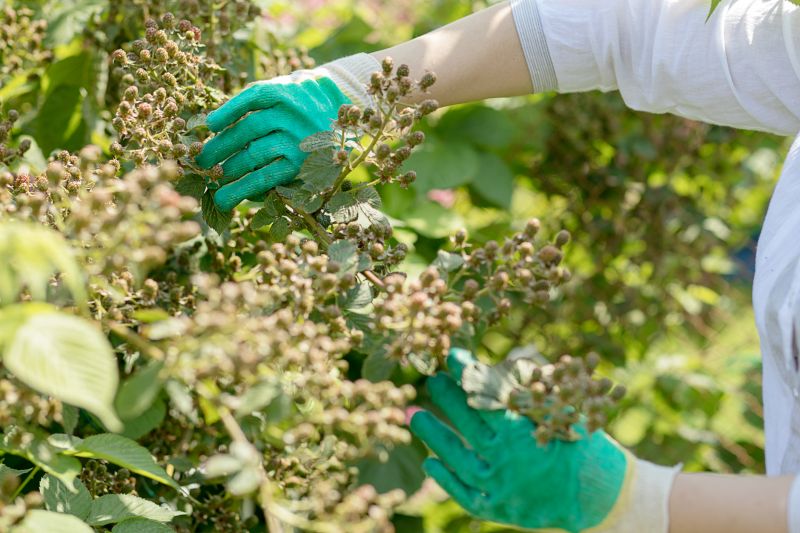 Blackberry Bush Removal in Rockwall, TX