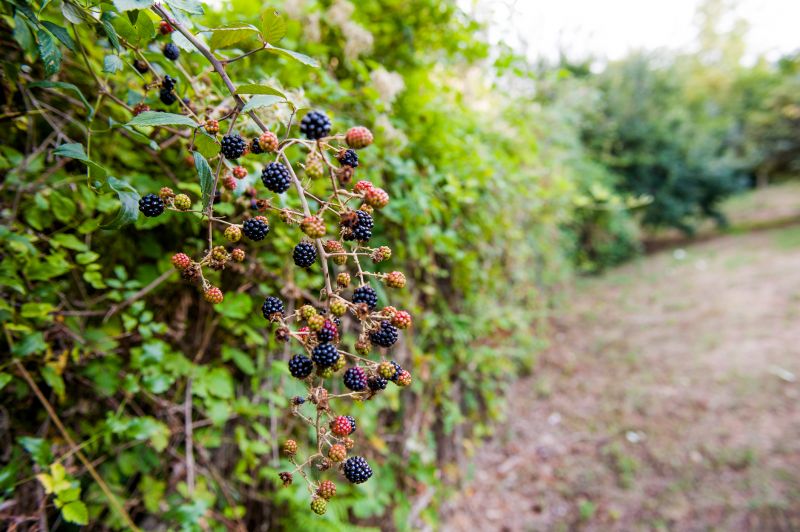 Blackberry Bush Removal in Aiken, SC