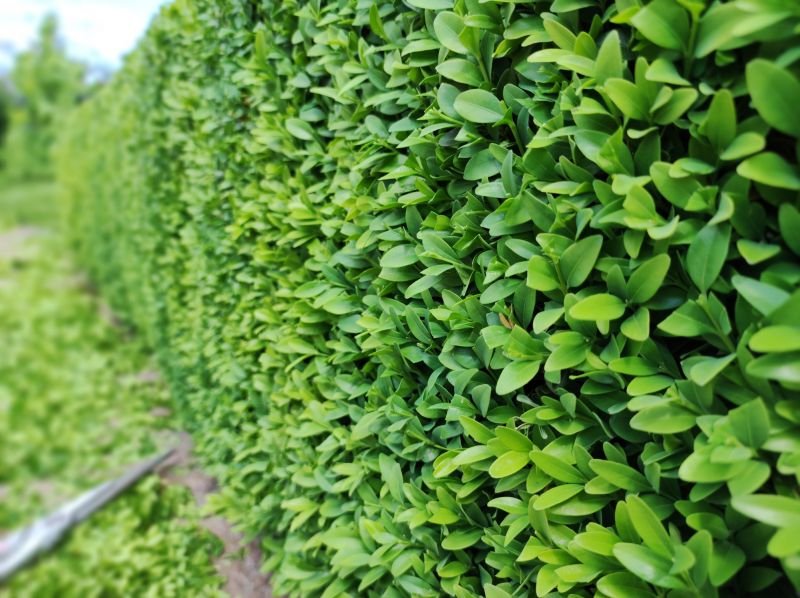 Boxwood Trimming in Ventura County, CA