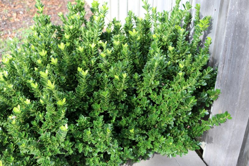 Boxwood Trimming in Aiken, SC