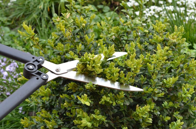 Boxwood Trimming in Honolulu, HI