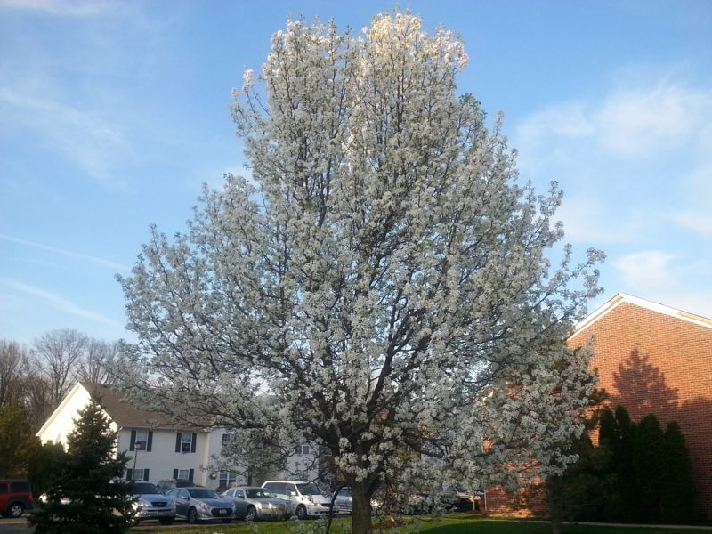 Bradford Pear Tree Pruning in San Jose, CA
