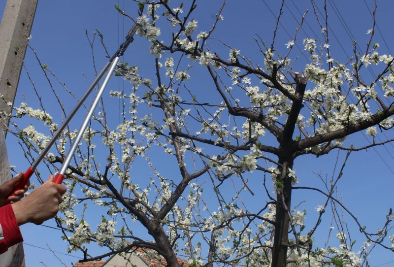 Bradford Pear Tree Pruning in Allentown, PA