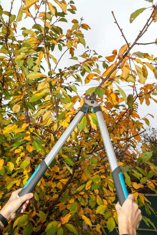 Branches Pruning in Reno, NV