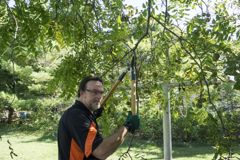 Branches Pruning in Reno, NV