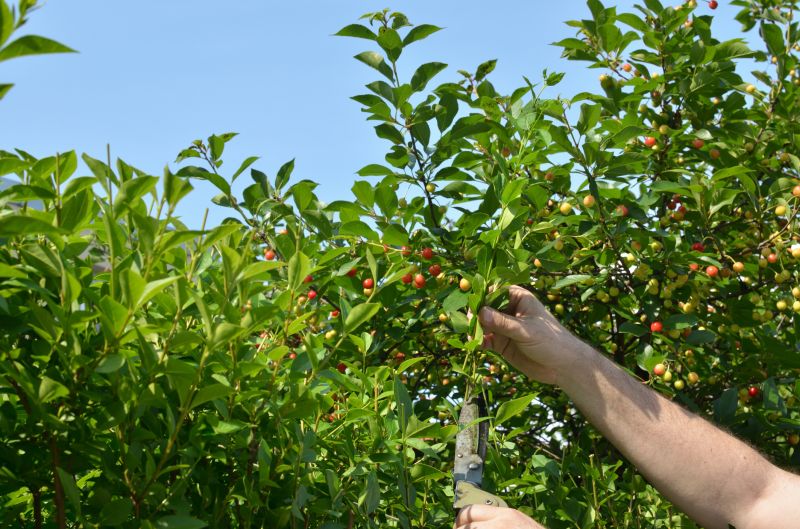 Branches Pruning in Aiken, SC