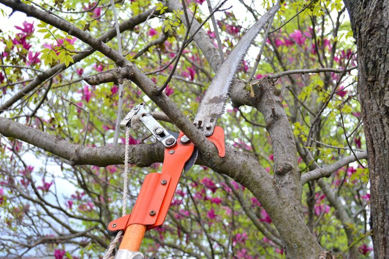 Branches Pruning in Allentown, PA