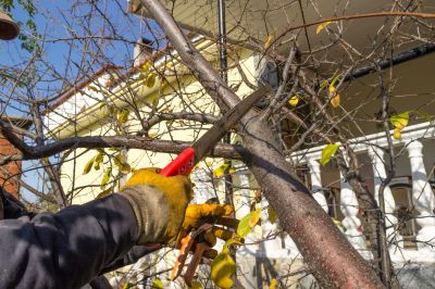 Branches Pruning in Pottstown, PA