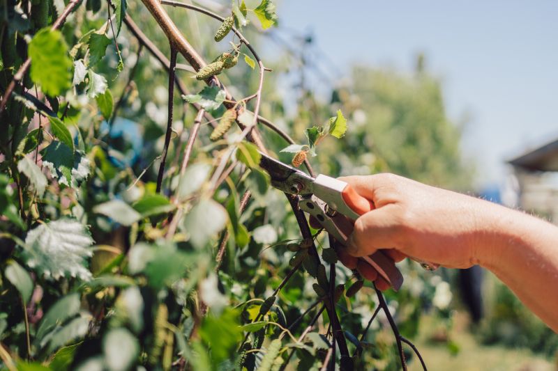 Branches Pruning in San Jose, CA