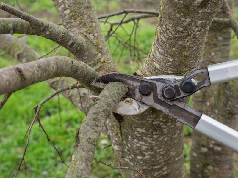 Branches Pruning in San Jose, CA