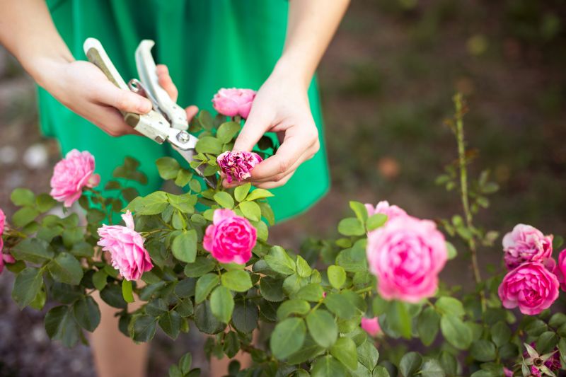 Bush Pruning in Aiken, SC