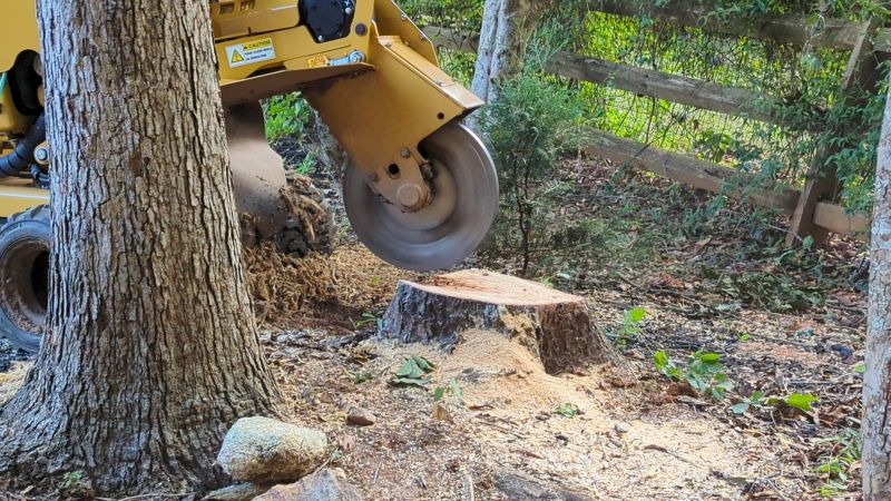 Bush Stump Grinding in Calvert County, MD