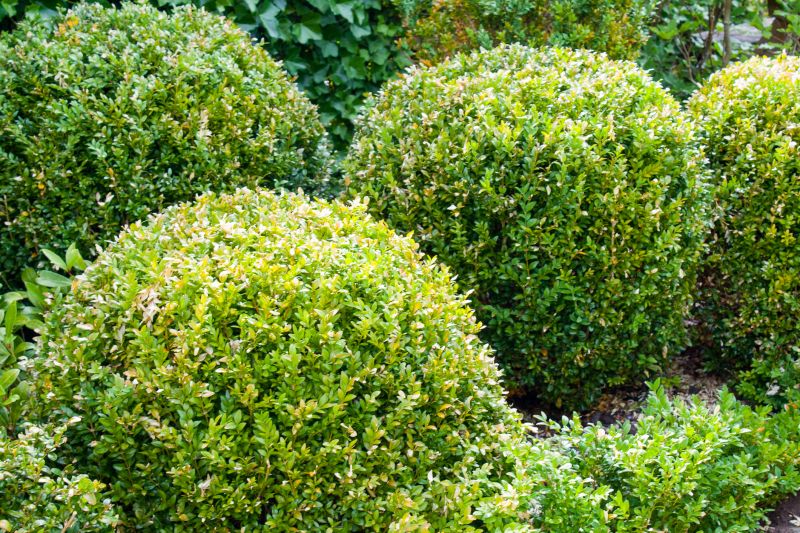 Bush Trimming Service in Rockwall, TX
