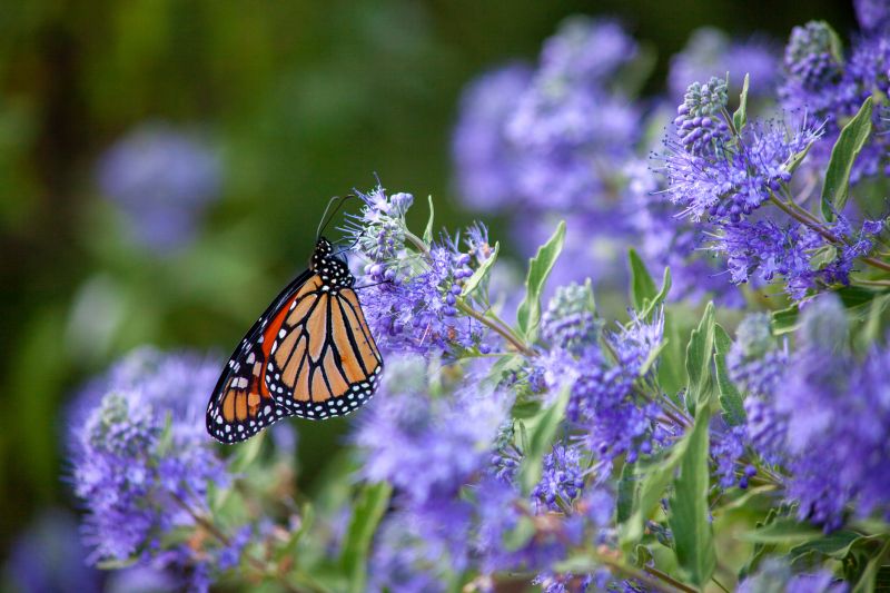 Butterfly Bush Pruning in Rockwall, TX