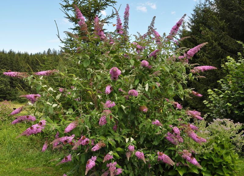 Butterfly Bush Pruning in Ventura County, CA