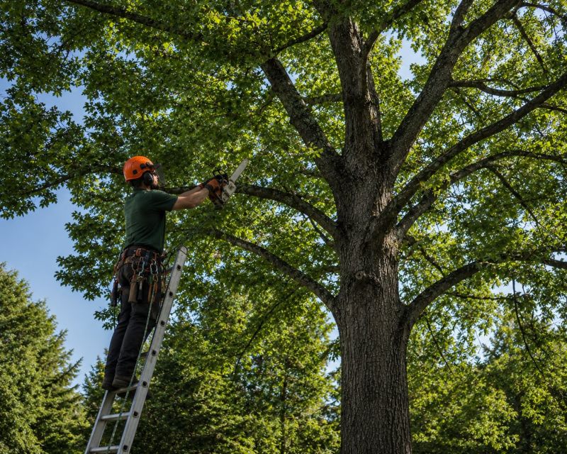 Canopy Pruning in Allentown, PA