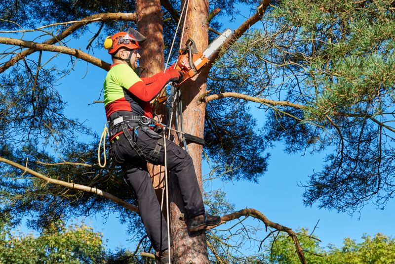 Canopy Pruning in Reno, NV