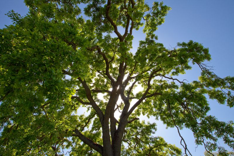 Canopy Pruning in Reno, NV