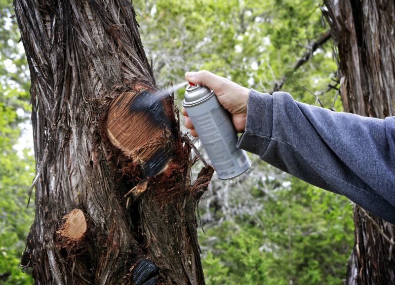 Cedar Tree Pruning in Reno, NV