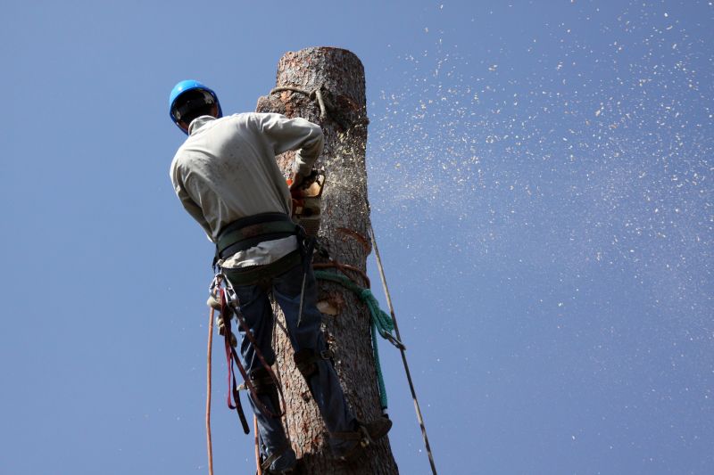 Commercial Tree Removal in Pottstown, PA