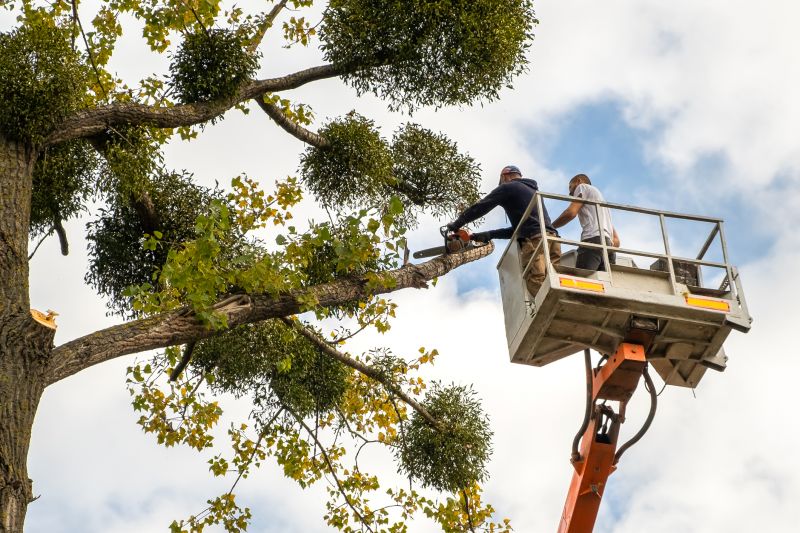 Commercial Tree Service in San Jose, CA