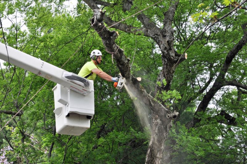 Commercial Tree Trimming in Pottstown, PA