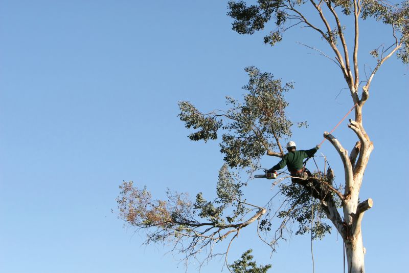 Commercial Tree Trimming in Montgomery County, PA