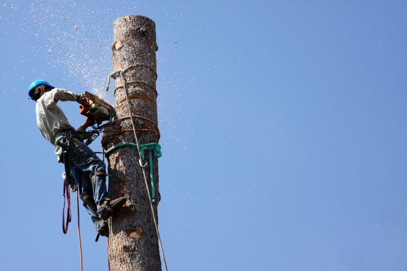 Commercial Tree Trimming in Doylestown, PA
