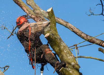 Commercial Tree Trimming in Denver, CO
