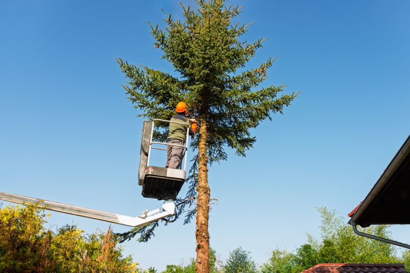 Commercial Tree Trimming in Reno, NV