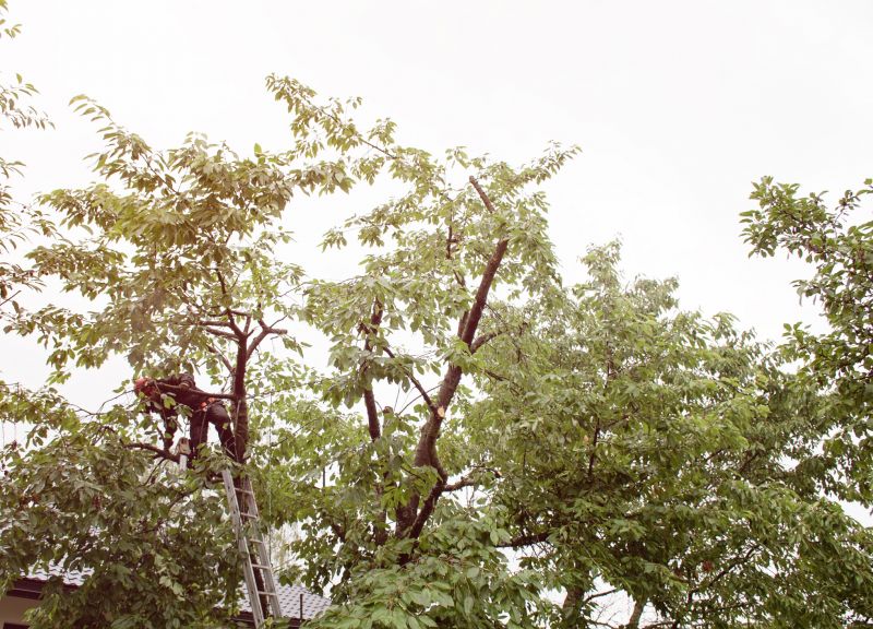 Commercial Tree Trimming in Bucks County, PA