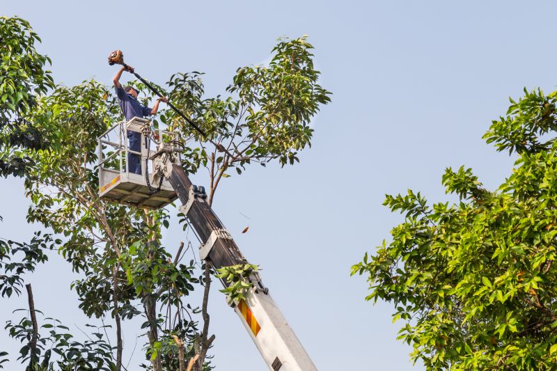 Commercial Tree Trimming in Littleton, CO